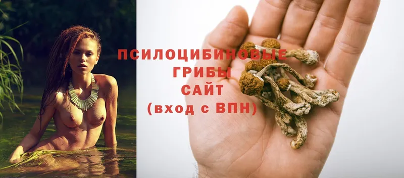 Псилоцибиновые грибы GOLDEN TEACHER  Никольское 